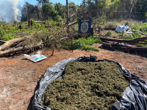 Eliminan más de 10 toneladas de marihuana en Caaguazú